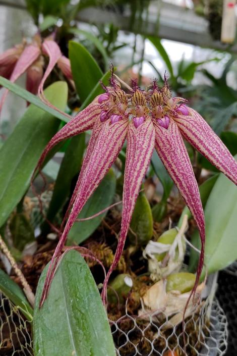 Zdjęcie nr 5 (7)
                                	                                   Bulbophyllum 'Elizabeth Ann'
                                  