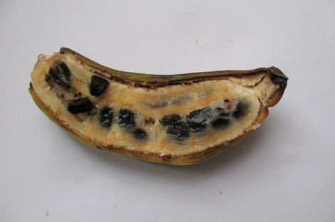 Zdjęcie nr 7 (9)
                                	                                   Owoc bananowca zwyczjanego zawierający nasiona (<i>Musa acuminata</i>), fot. A. Mróz
                                  
