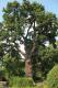 Tzw. Dąb Jagielloński, dąb szypułkowy (Quercus robur). W starszych opracowaniach jego wiek szacowno na 500 lat, po dokładnieszych badaniach dendrologicznych - na 230 lat. Najokazalsze drzewo w Ogrodzie. Fot. A. Mróz.