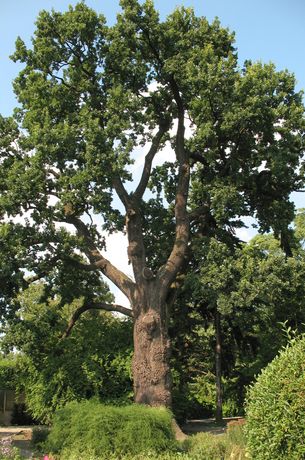 Zdjęcie nr 5 (6)
                                	                                   Tzw. Dąb Jagielloński, dąb szypułkowy (Quercus robur). W starszych opracowaniach jego wiek szacowno na 500 lat, po dokładnieszych badaniach dendrologicznych - na 230 lat. Najokazalsze drzewo w Ogrodzie. Fot. A. Mróz.
                                  