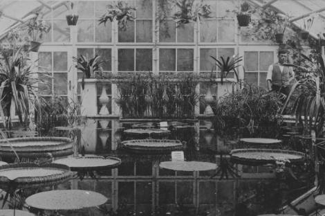 Zdjęcie nr 6 (6)
                                	                                   Wnętrze szkalrni Victoria, lata 30-te XX w.
                                  