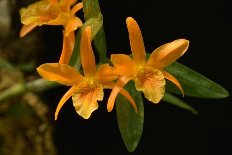 Zdjęcie nr 10 (37)
                                	                             Dendrobium 'Star Dust'
                            