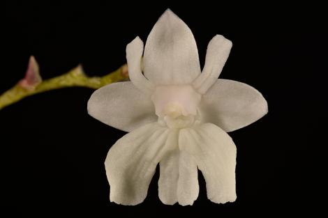 Zdjęcie nr 11 (37)
                                	                             Dendrobium aberrans
                            