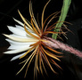 miniatura Selenicereus wielkokwiatowy